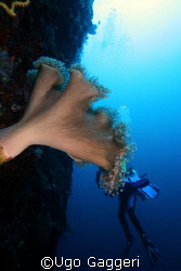 Divers eaten by coral! From Calanggaman island (near Mala... by Ugo Gaggeri 